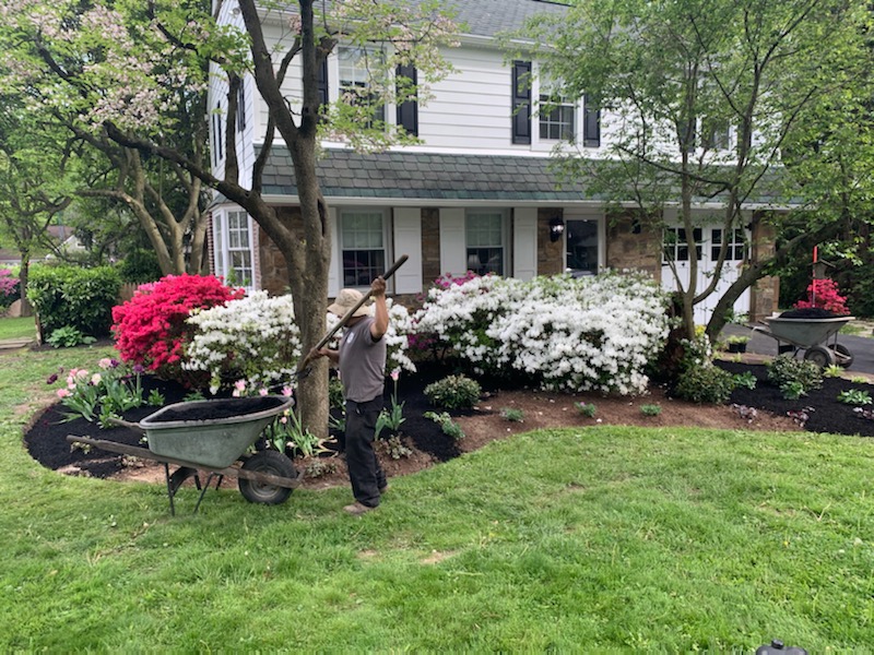 landscaper working on front yard mulch