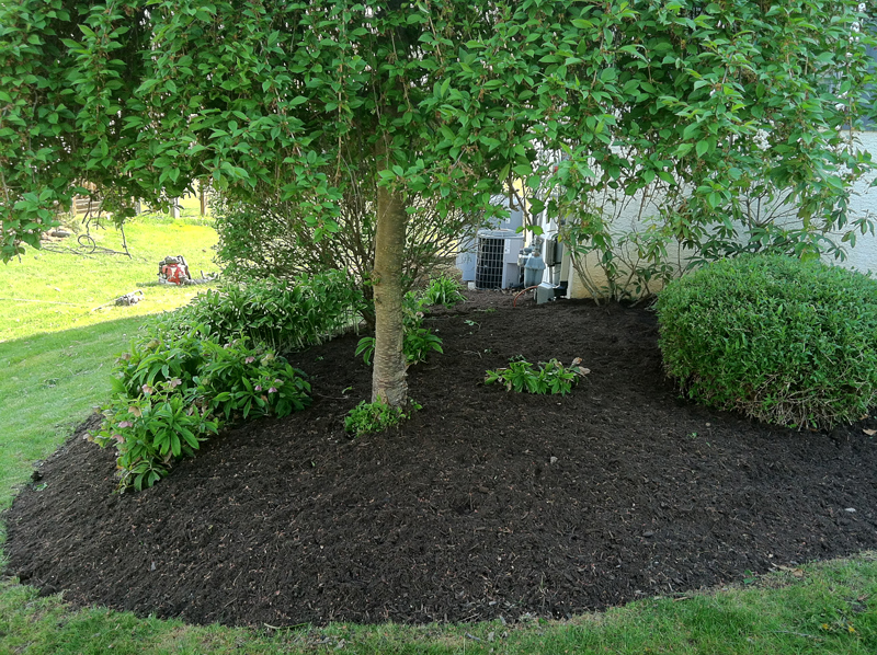 mulch and trees