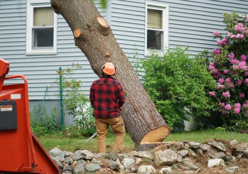 cutting down a tree near house