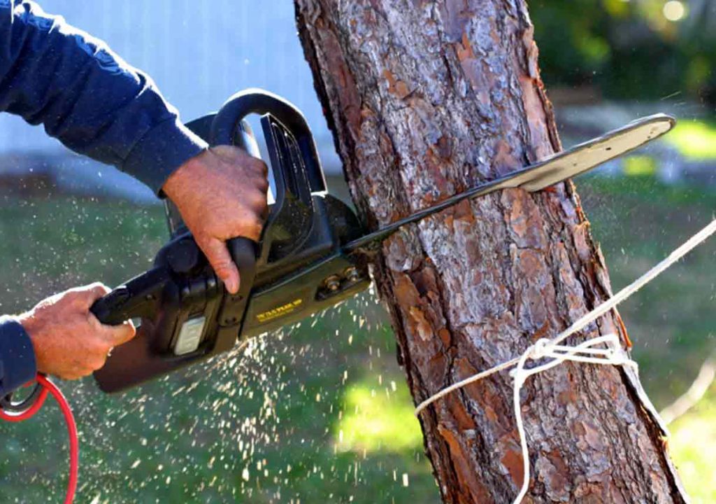 chainsaw cutting a tree