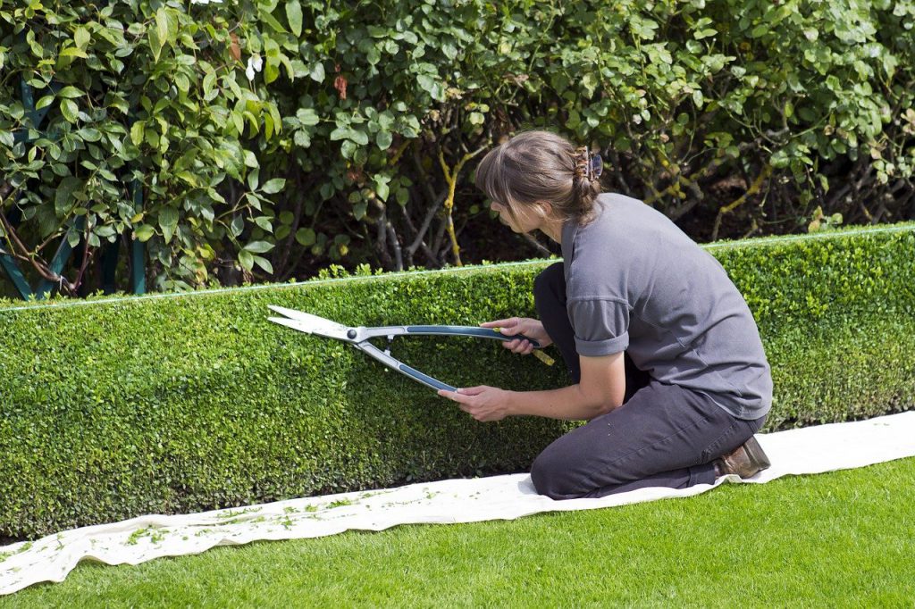 person hedge trimming