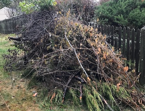 brush pile