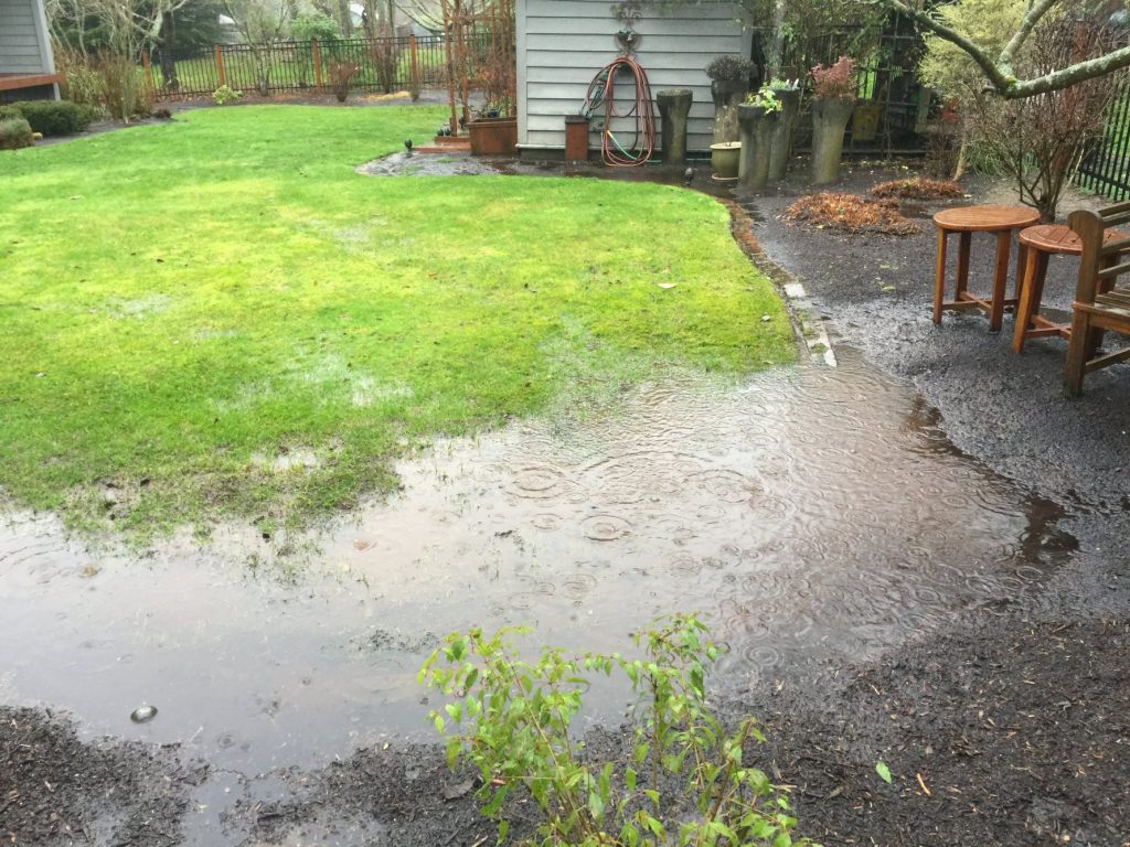 puddle in backyard