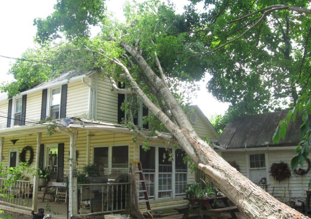 tree that has fallen on a house