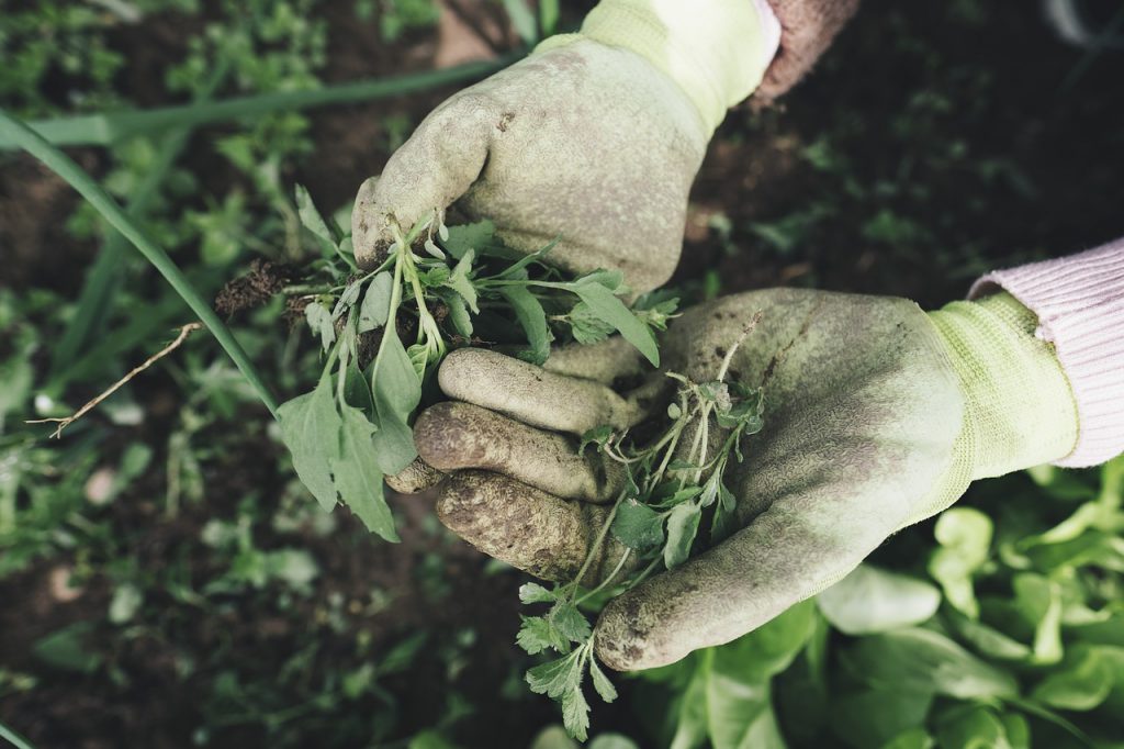 gloved hands holding weeds