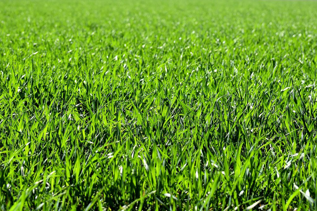 green grass closeup
