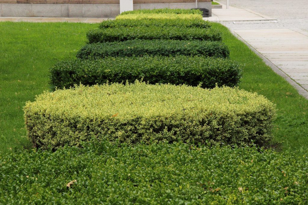 trimmed bushes